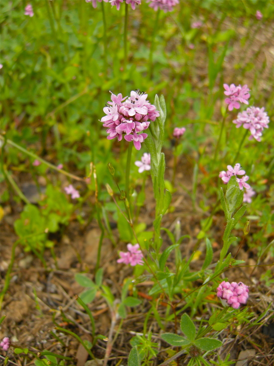 Valeriana congesta