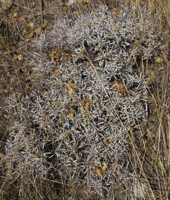 Eriogonum brevicaule var. loganum Eriogonum brevicaule var. loganum