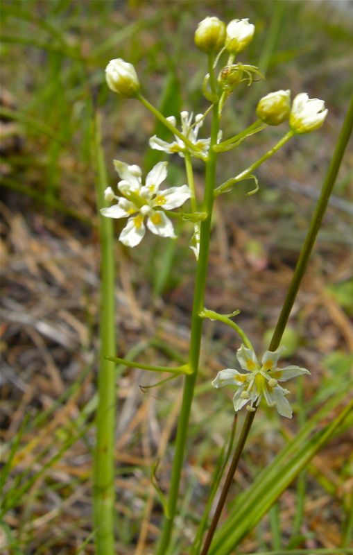 Toxicoscordion micranthum