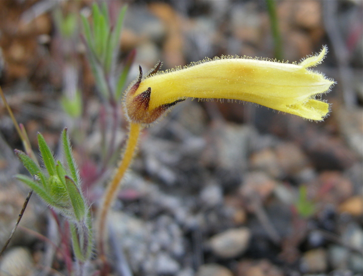 Orobanche fasciculata