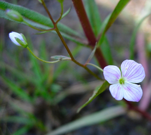 Veronica scutellata