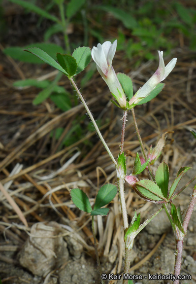 Trifolium monanthum ssp. grantianum