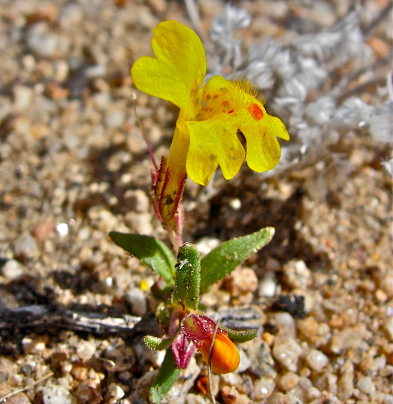 Erythranthe carsonensis