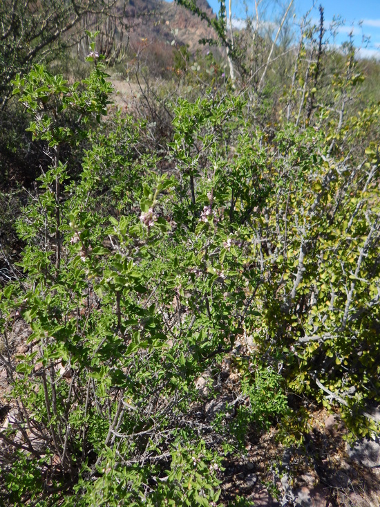 Lippia palmeri var. spicata