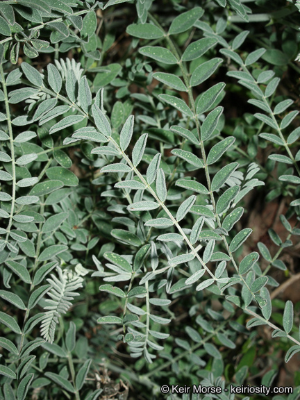 Astragalus trichopodus var. lonchus