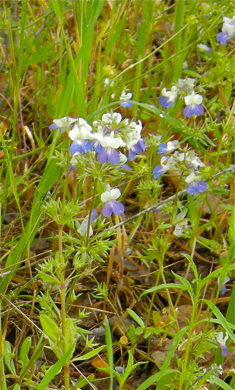 Collinsia grandiflora