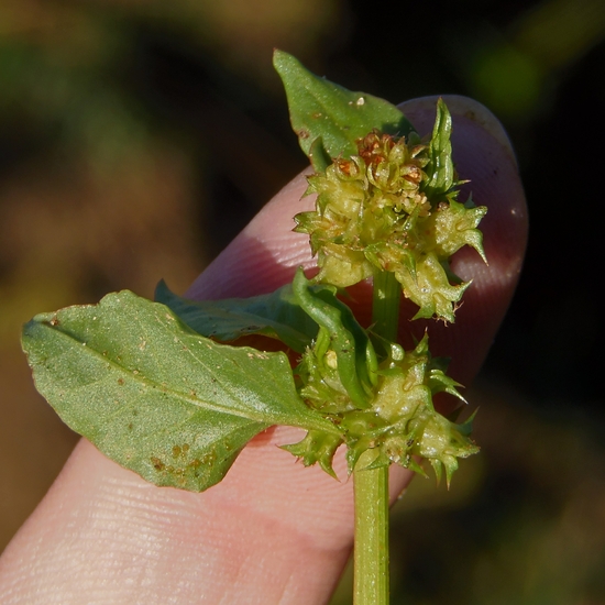 Emex spinosa
