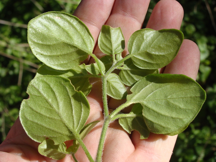 Salpichroa origanifolia