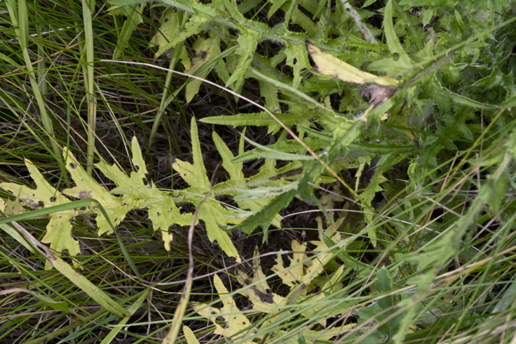 Cirsium palustre