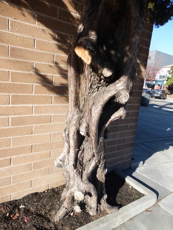 Juniperus chinensis