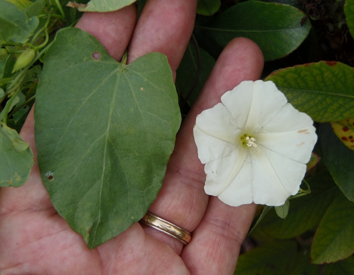 Calystegia felix