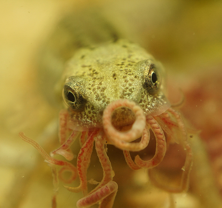 Lissotriton italicus