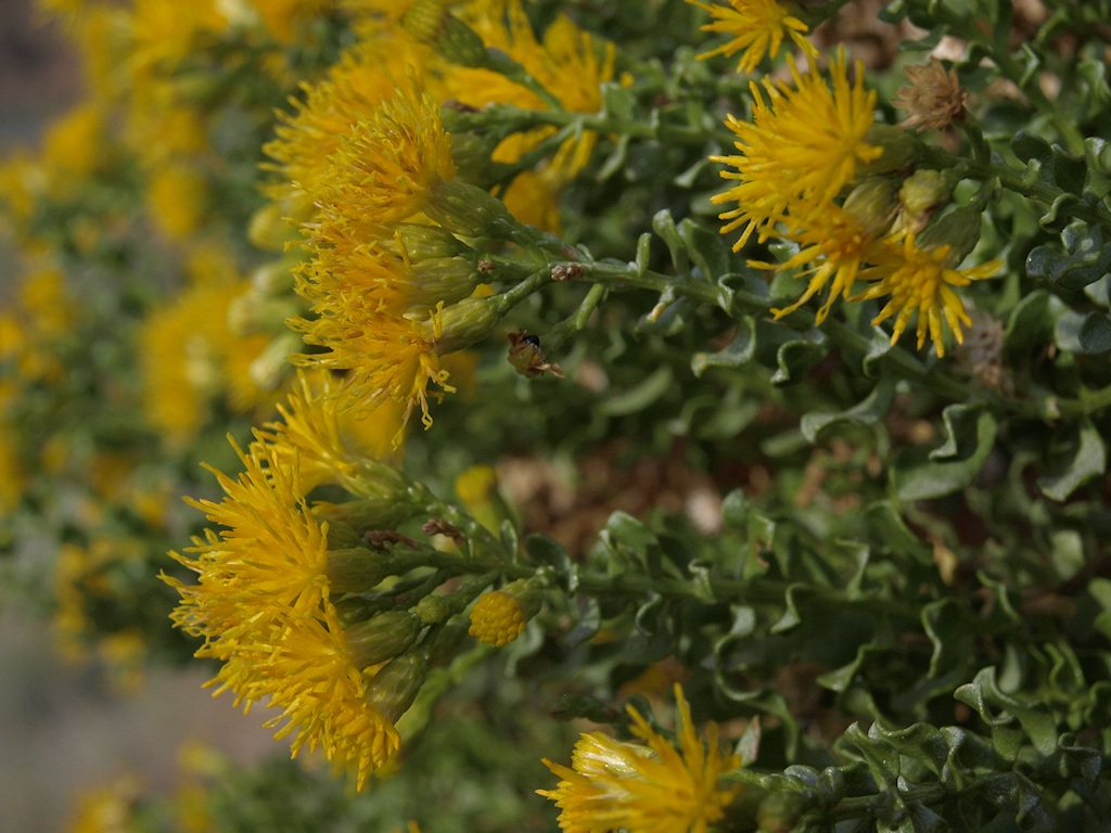 Ericameria cuneata var. cuneata