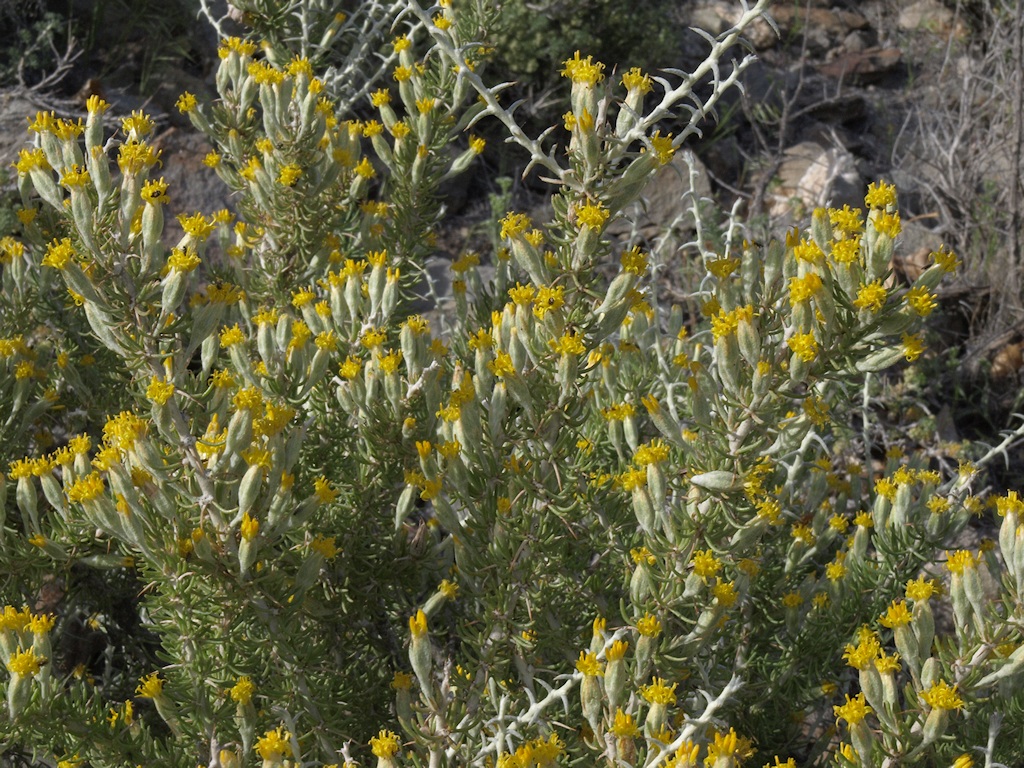 Tetradymia spinosa