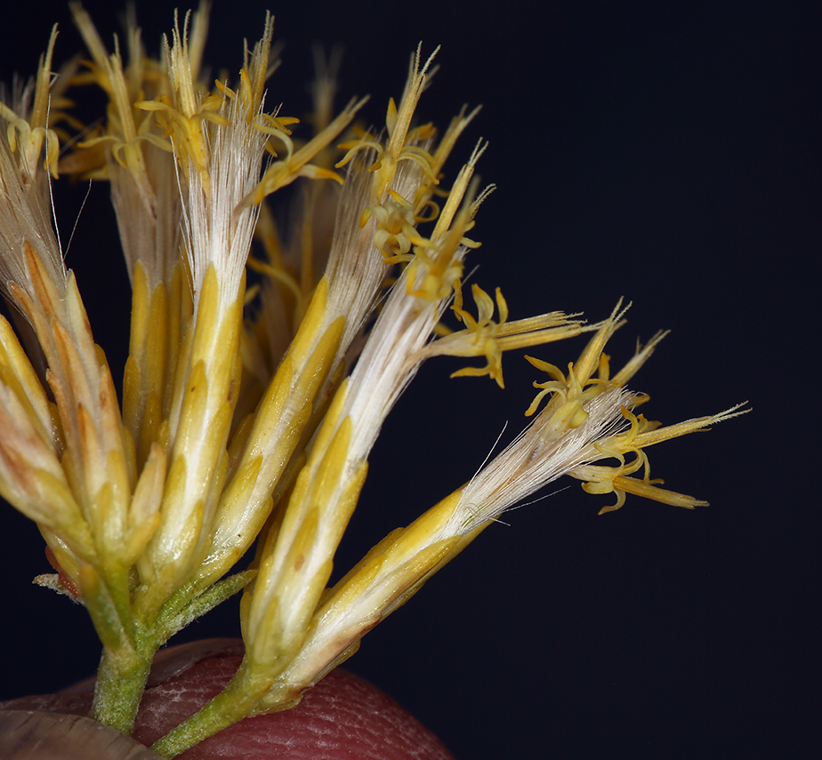 Ericameria nauseosa var. oreophila