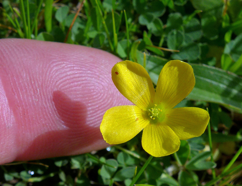 Oxalis pilosa Oxalis pilosa