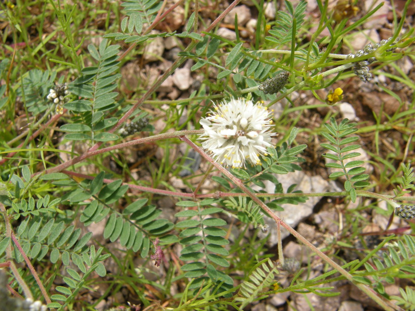 Dalea albiflora