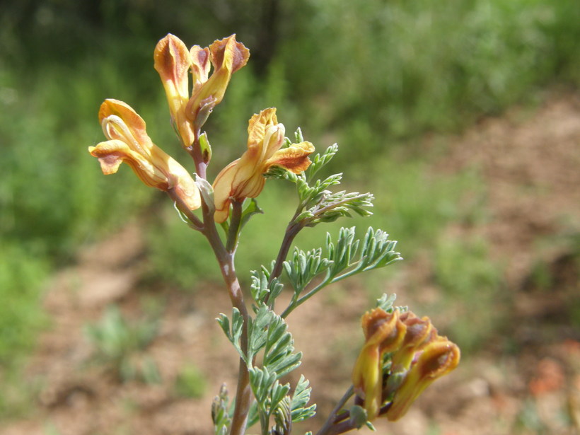 Corydalis micrantha ssp. micrantha