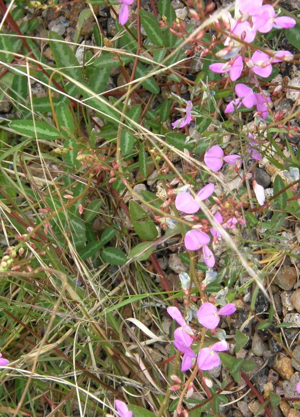 Desmodium batocaulon