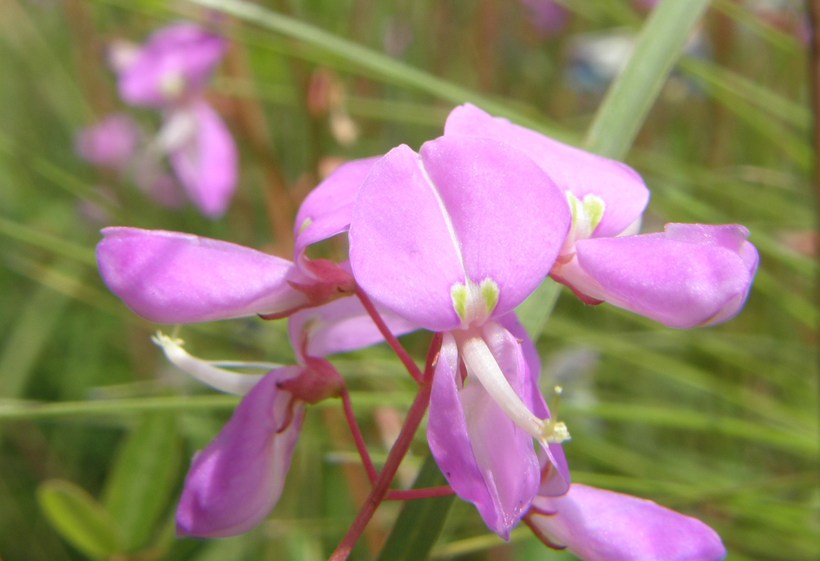 Desmodium batocaulon