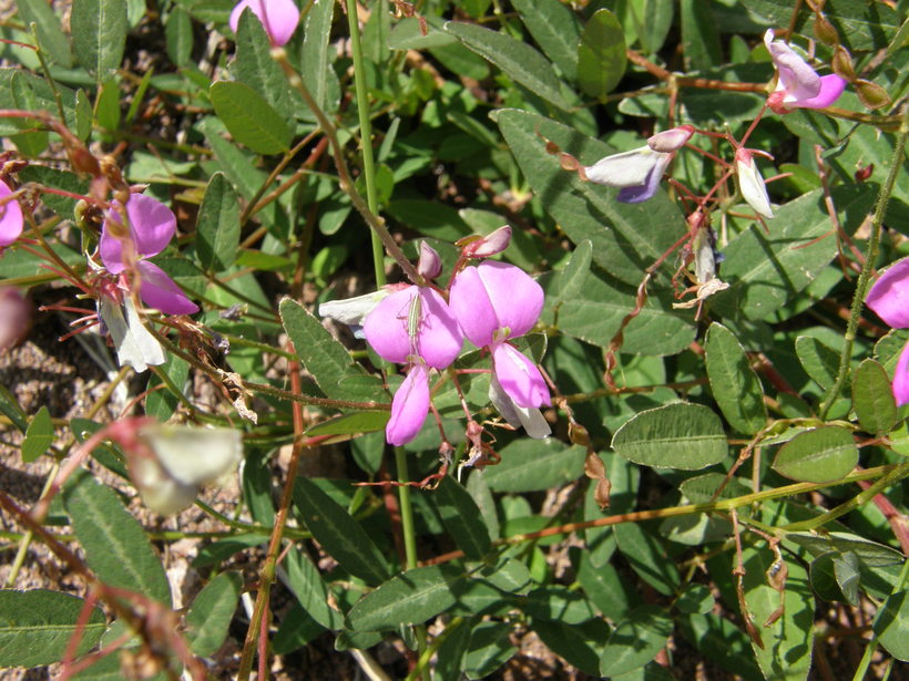 Desmodium batocaulon