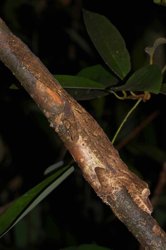 Uroplatus fimbriatus Uroplatus fimbriatus