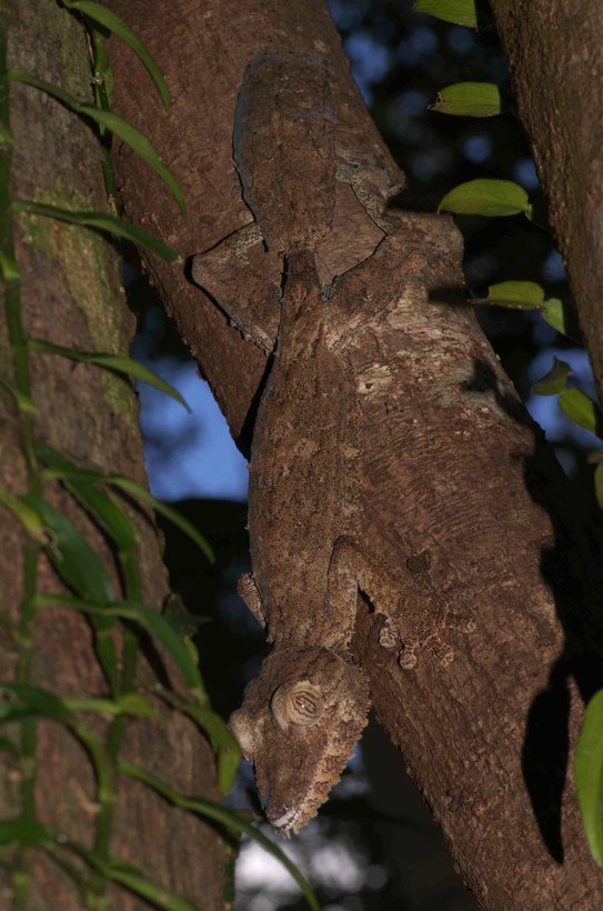 Uroplatus fimbriatus Uroplatus fimbriatus
