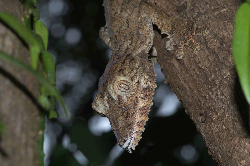 Uroplatus fimbriatus Uroplatus fimbriatus