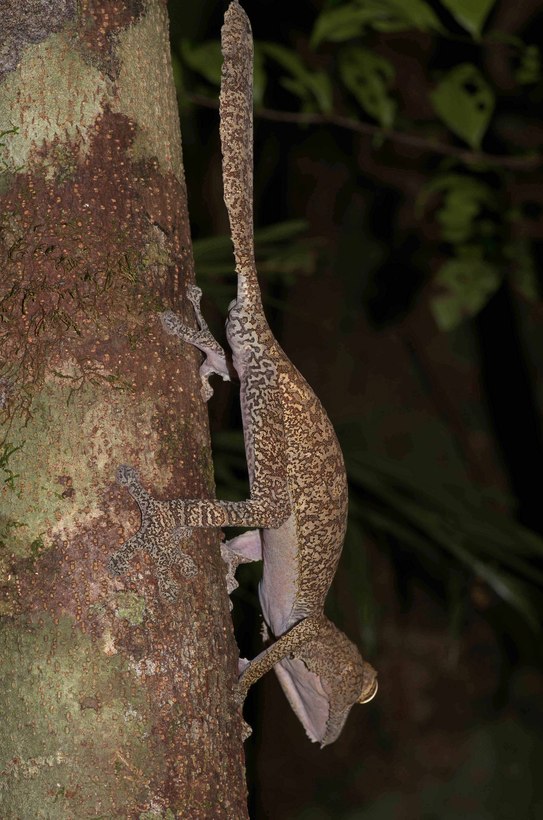 Uroplatus fimbriatus Uroplatus fimbriatus