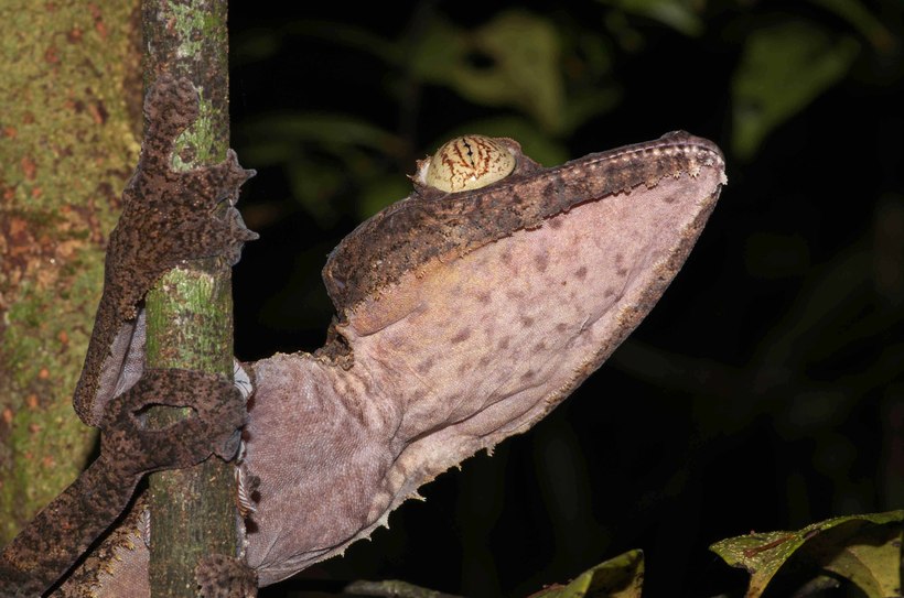 Uroplatus fimbriatus Uroplatus fimbriatus