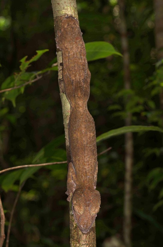 Uroplatus fimbriatus Uroplatus fimbriatus