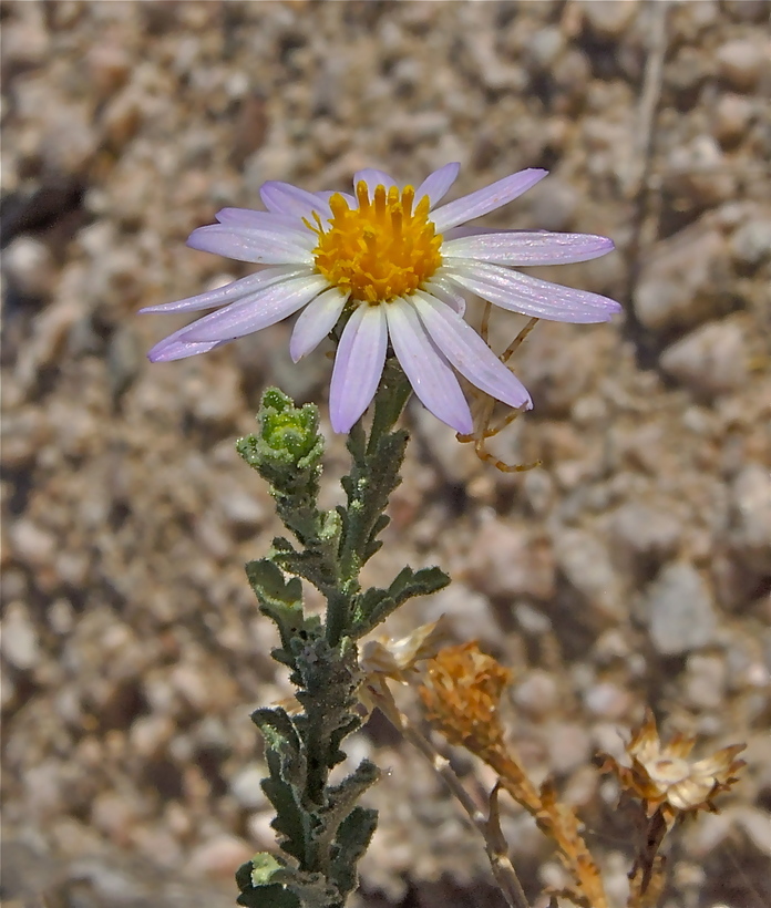 Leucosyris arida