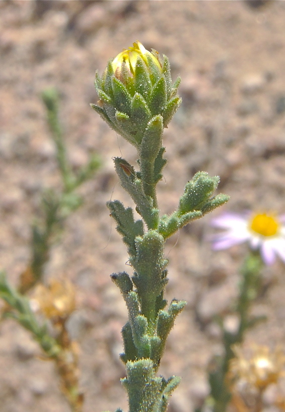 Leucosyris arida