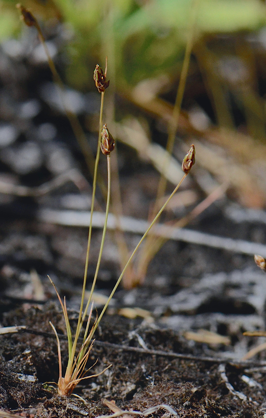 Bulbostylis capillaris