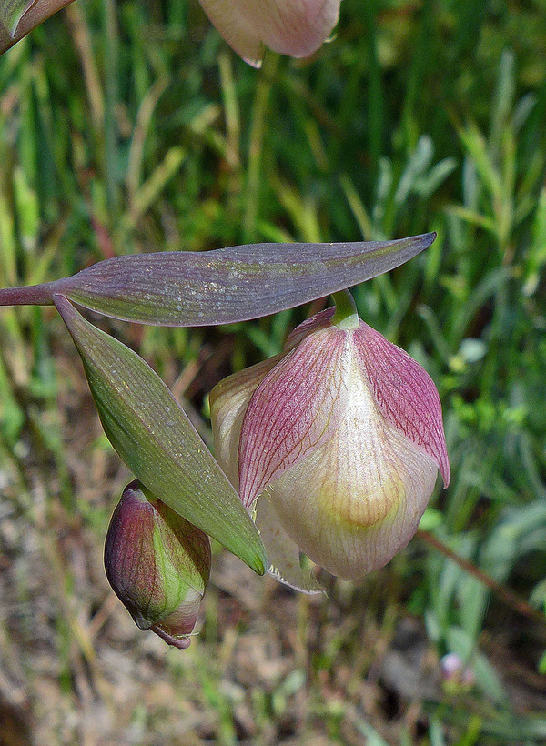 Calochortus albus Calochortus albus