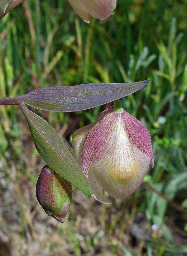 Calochortus albus