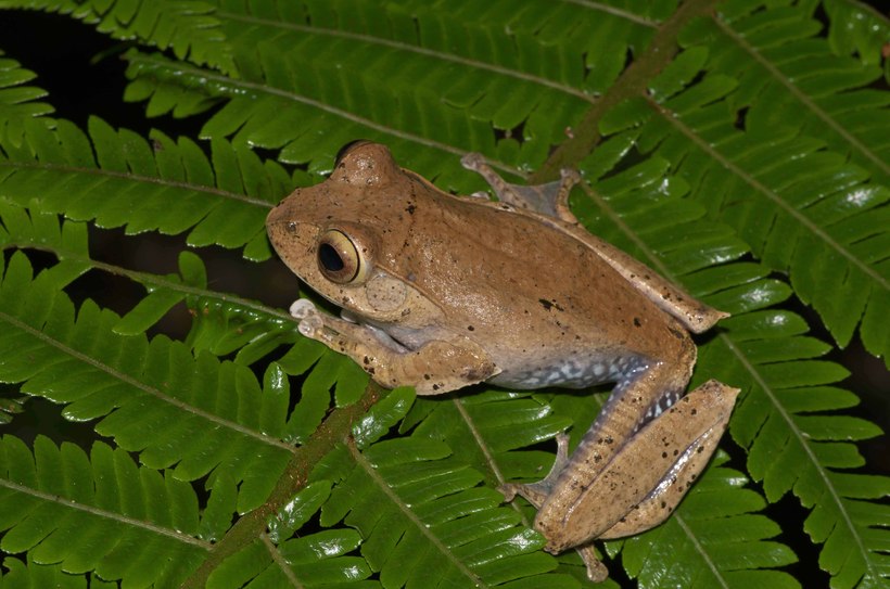 Boophis madagascariensis Boophis madagascariensis