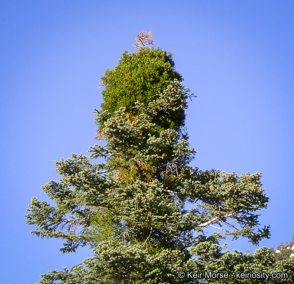 Phoradendron pauciflorum