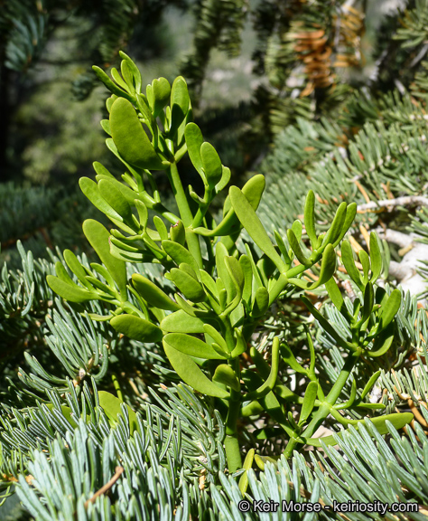 Phoradendron pauciflorum