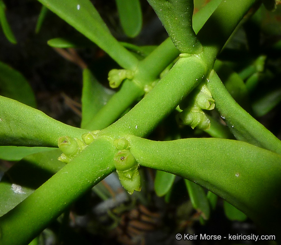 Phoradendron pauciflorum