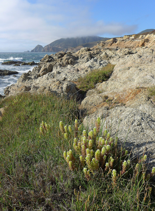 Castilleja ambigua ssp. ambigua Castilleja ambigua ssp. ambigua