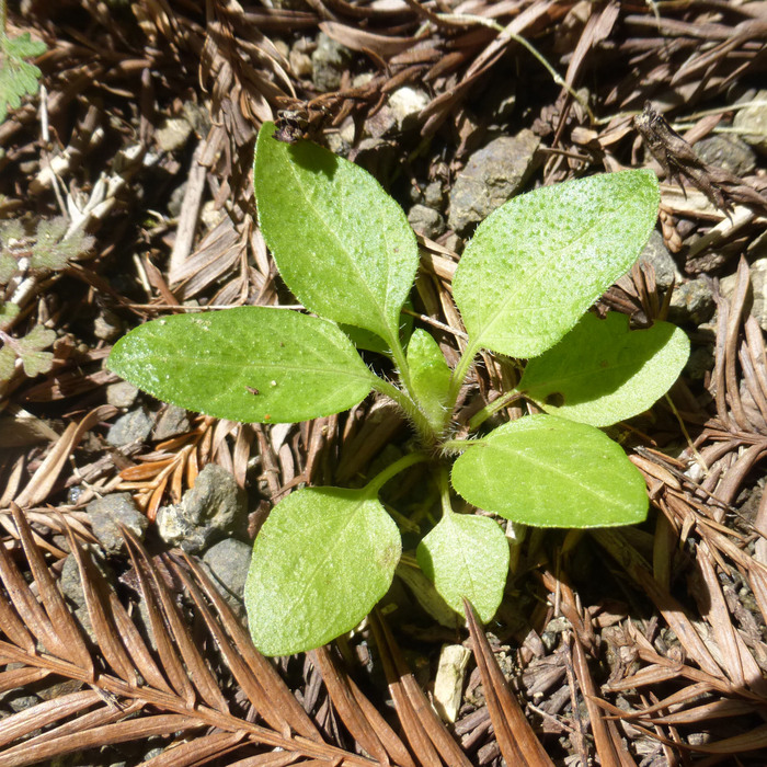 Prunella vulgaris var. vulgaris