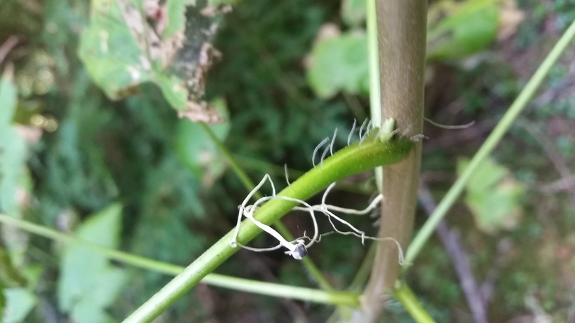 Ribes bracteosum Ribes bracteosum