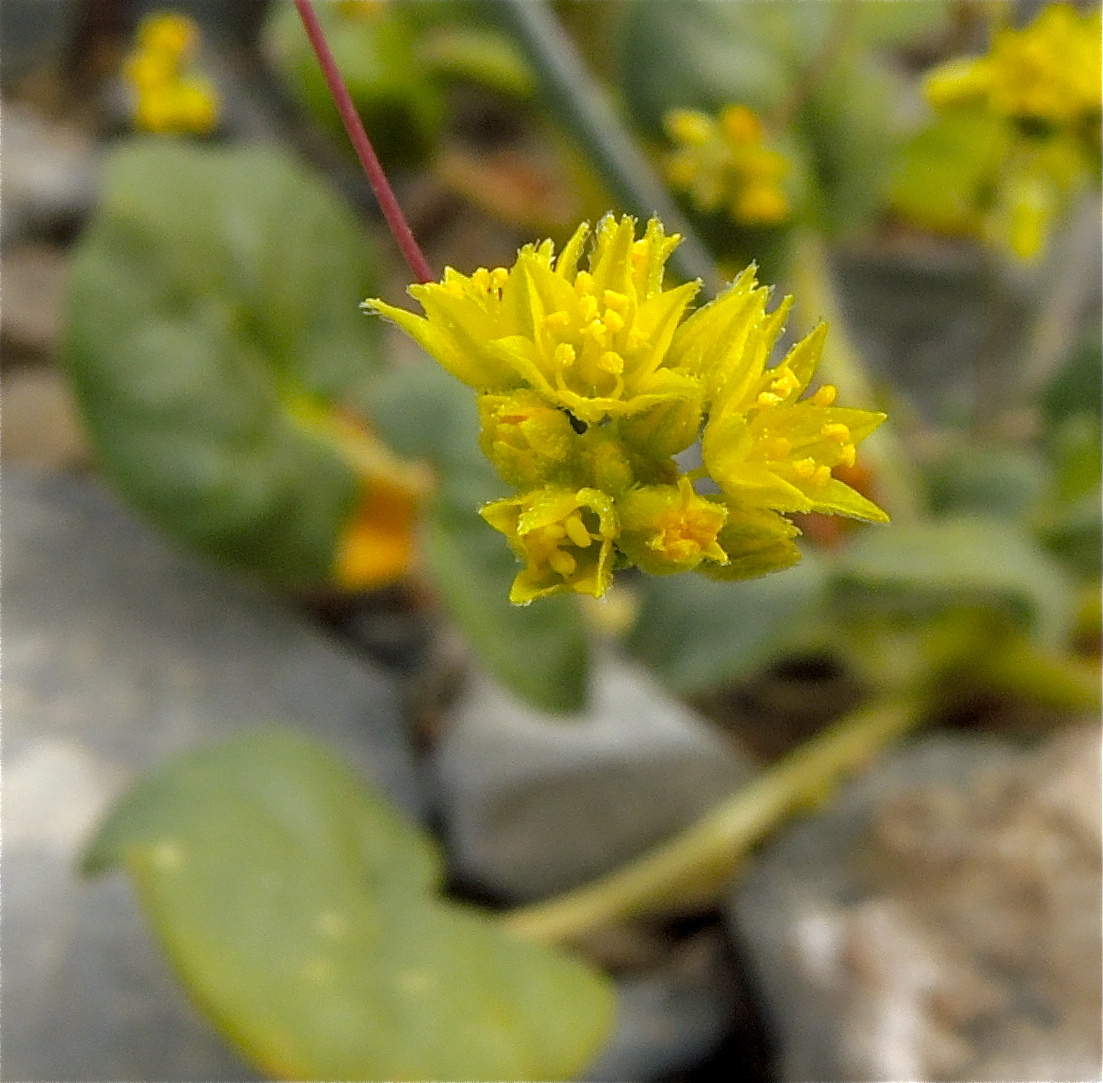 Eriogonum contiguum