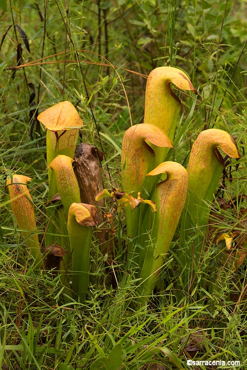 Sarracenia minor var. minor