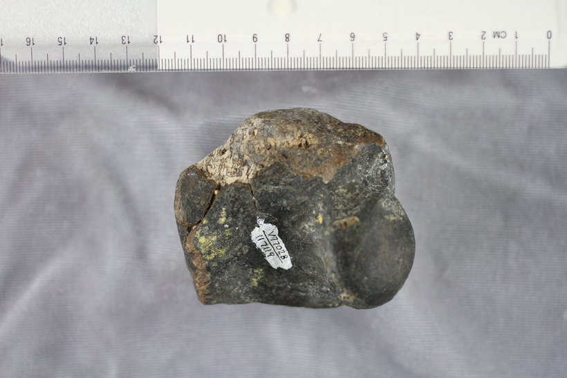 Prophoca rousseaui cf genus