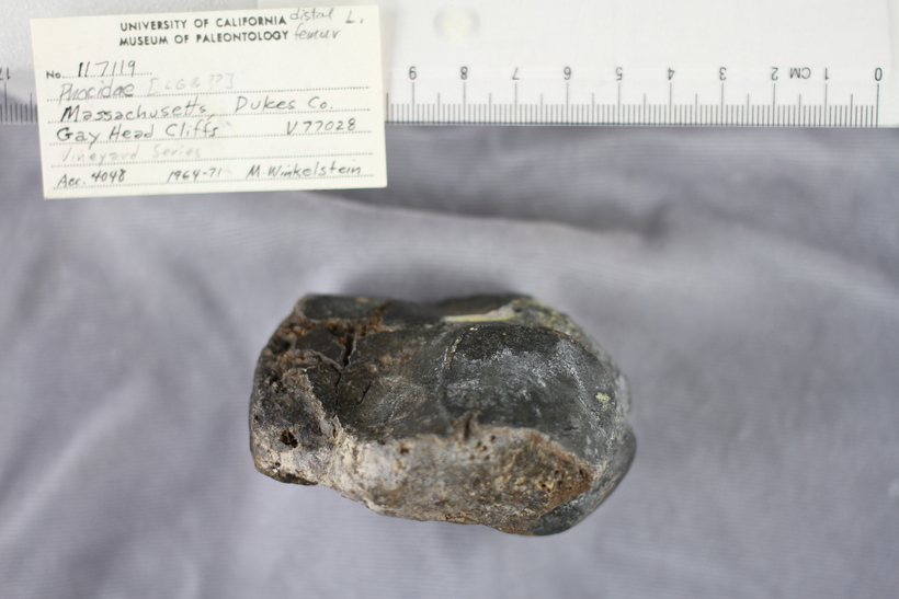 Prophoca rousseaui cf genus