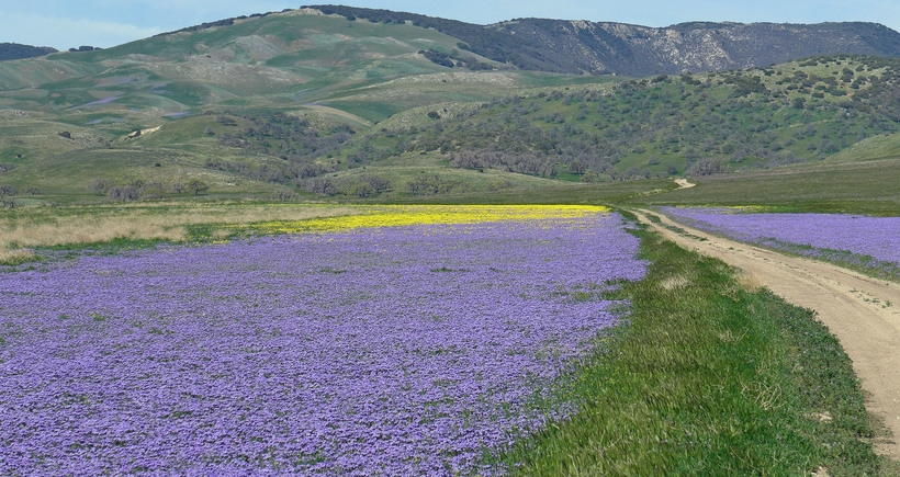 Phacelia ciliata Phacelia ciliata