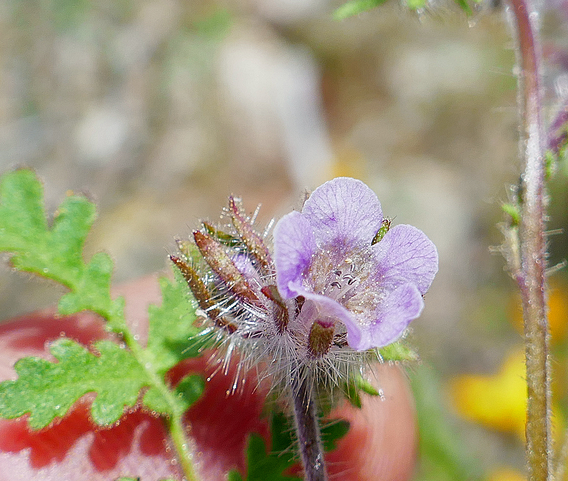 Phacelia cryptantha Phacelia cryptantha