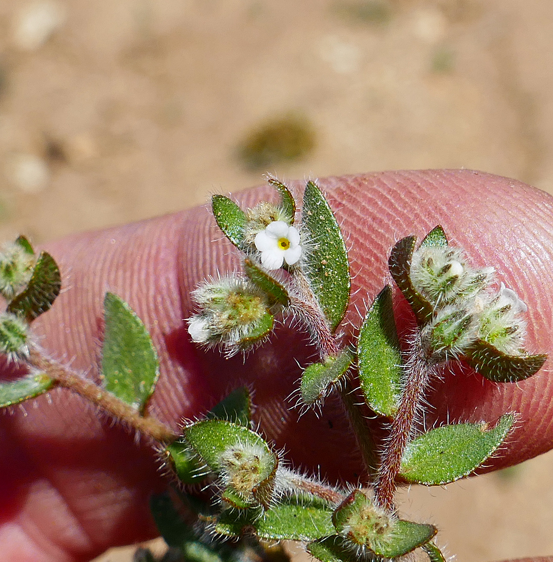 Plagiobothrys torreyi var. perplexans Plagiobothrys torreyi var. perplexans